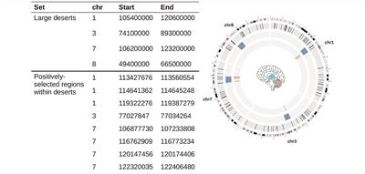 A Brain Region-Specific Expression Profile for Genes Within Large Introgression Deserts and Under Positive Selection in Homo sapiens